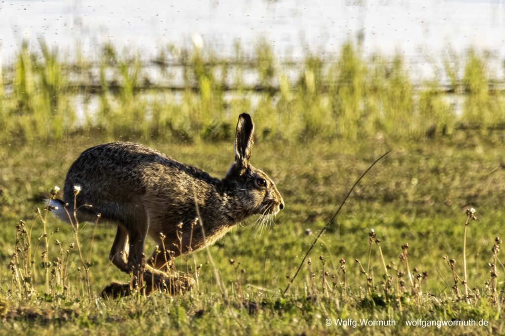 Feldhase beim schellen laufen über einer Wiese am Gülper See in Brandenburg Deutschland.
