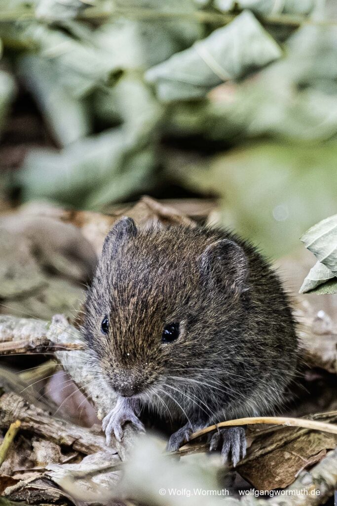 Feldmaus auf Futtersuche mit Blick in die Kamera, Brandenburg Deutschland.