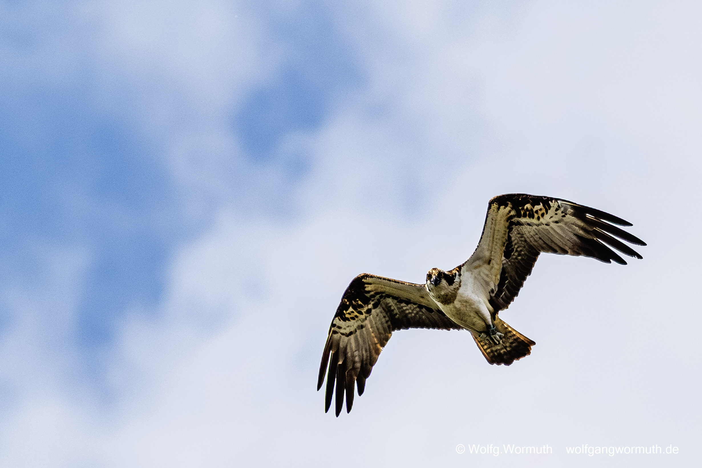 Fischadler in der Luft.