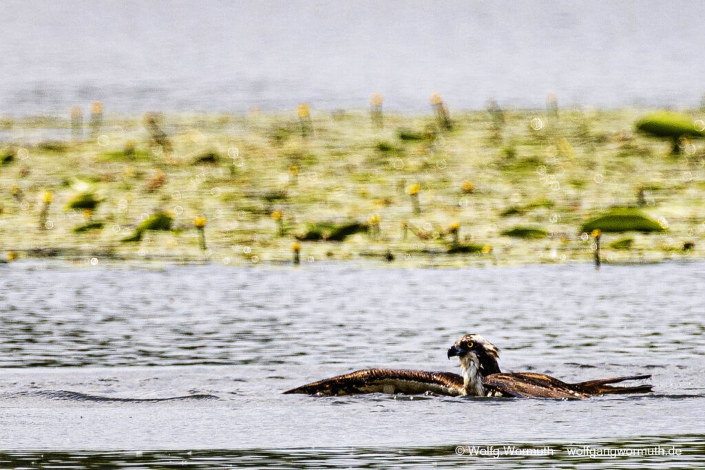 Fischadler beim Fang eines großen Fisch, auf der Havel bei Ketzin.