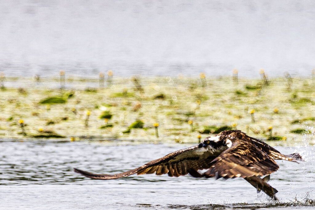 Fischadler beim Fang eines großen Fisch, auf der Havel bei Ketzin.
