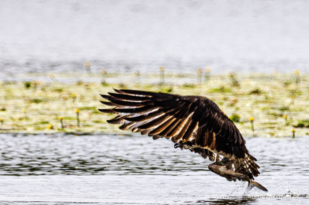 Fischadler beim Fang eines großen Fisch, auf der Havel bei Ketzin.