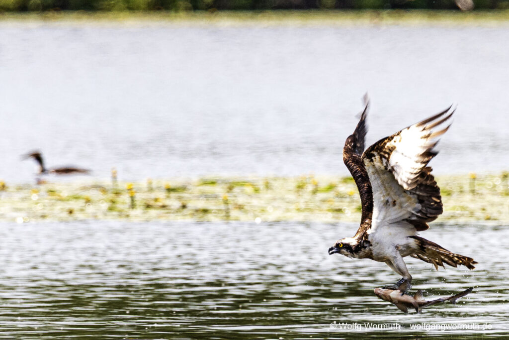 Fischadler beim Fang eines großen Fisch, auf der Havel bei Ketzin.