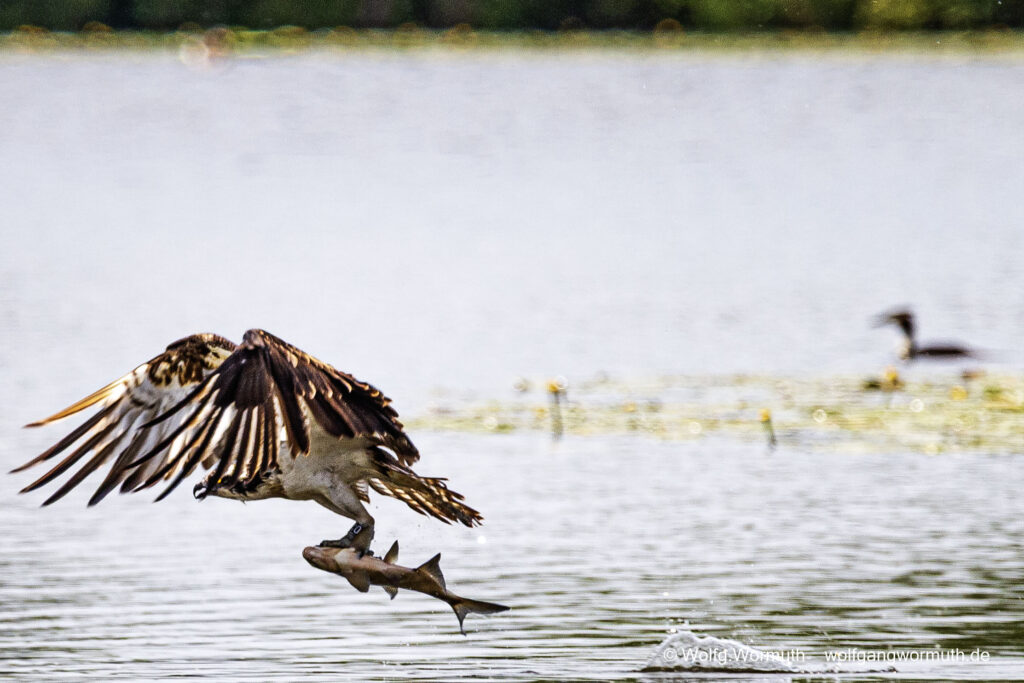 Fischadler beim Fang eines großen Fisch, auf der Havel bei Ketzin.