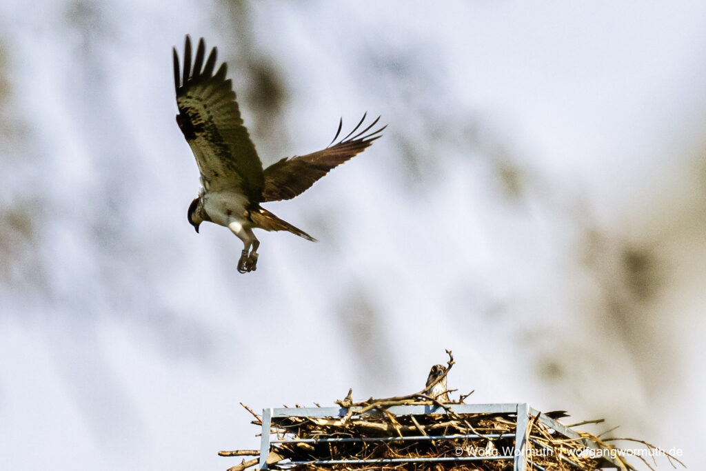 Fischadler Pärchen am Nest.