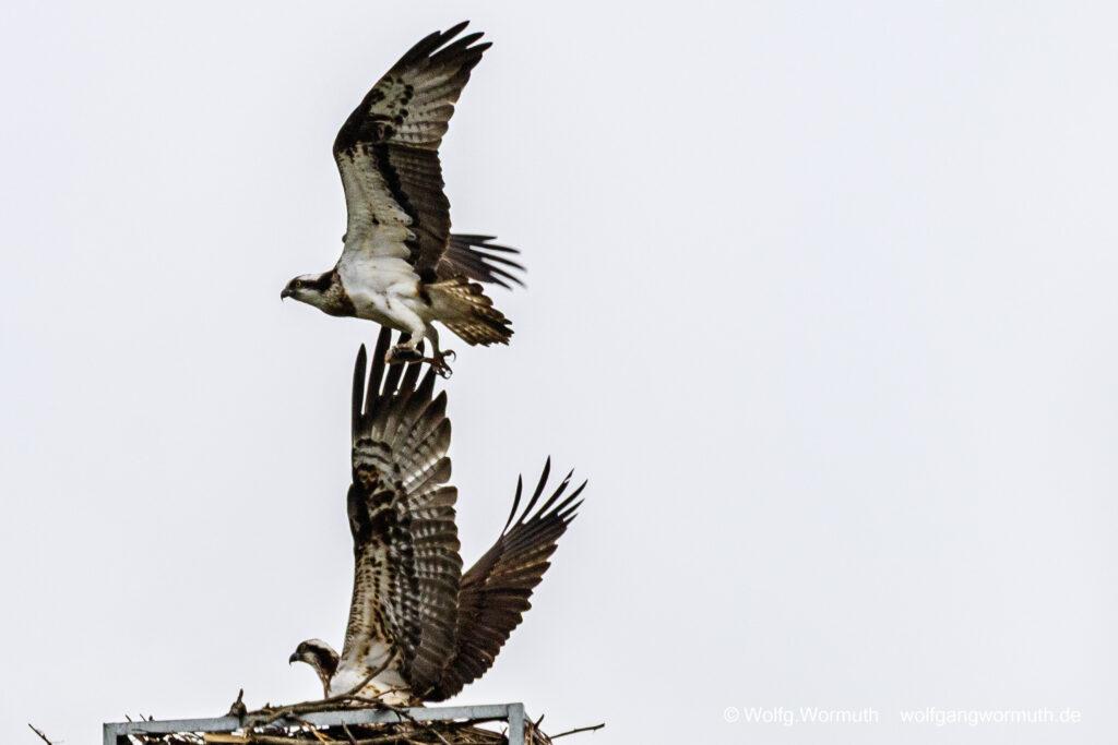 Fischadler Pärchen am Nest.