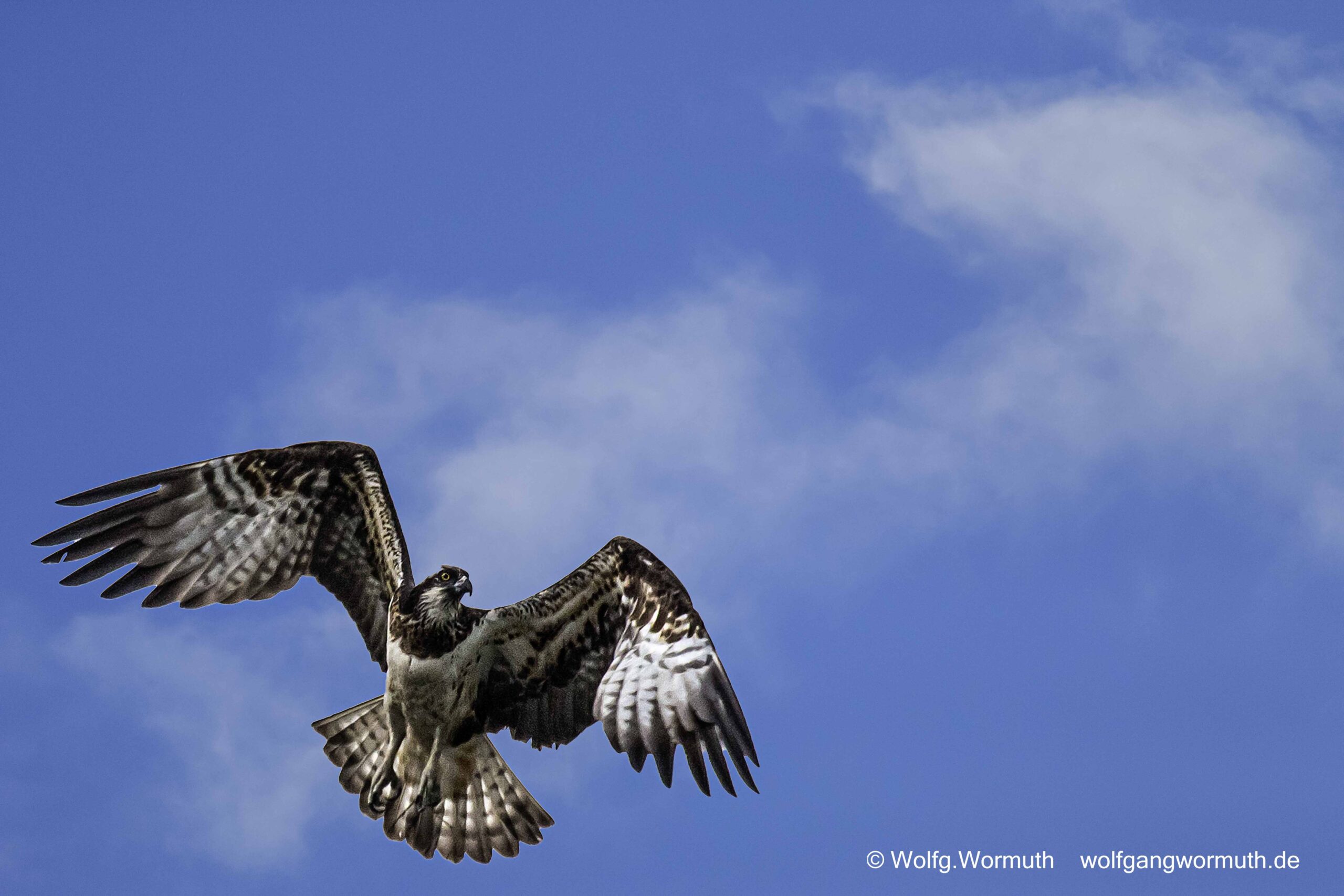 Fischadler Pärchen am Nest.