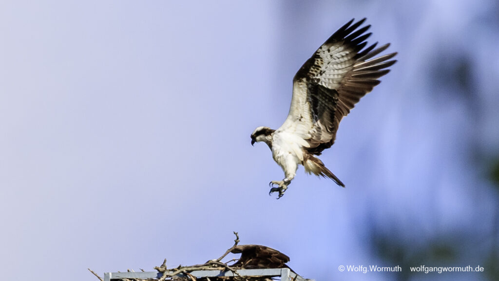 Fischadler Pärchen am Nest.