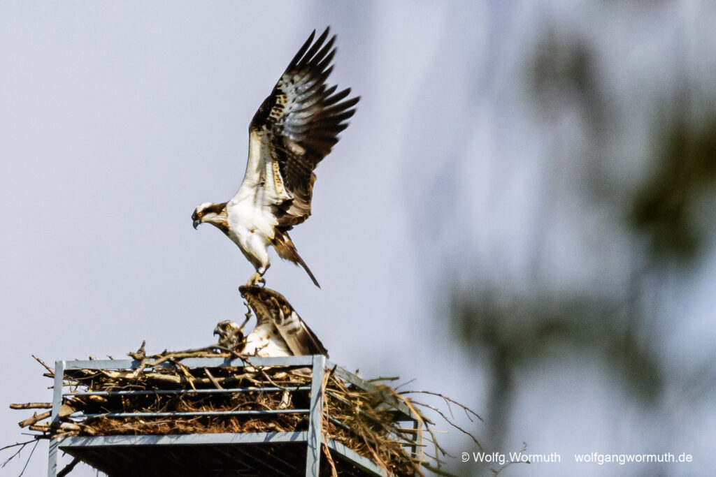 Fischadler Pärchen am Nest.