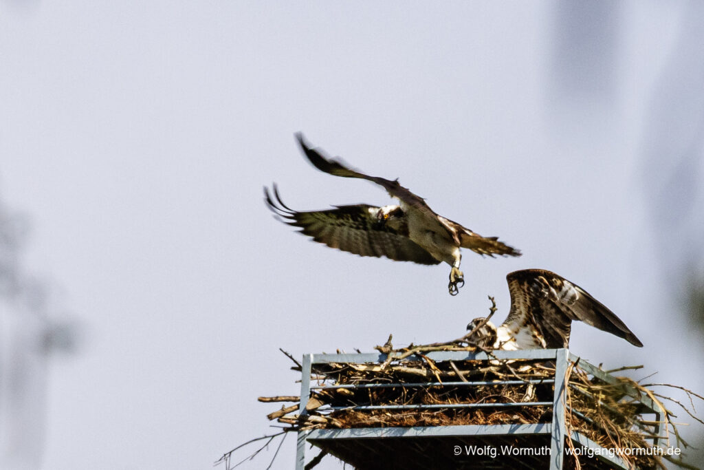 Fischadler Pärchen am Nest.