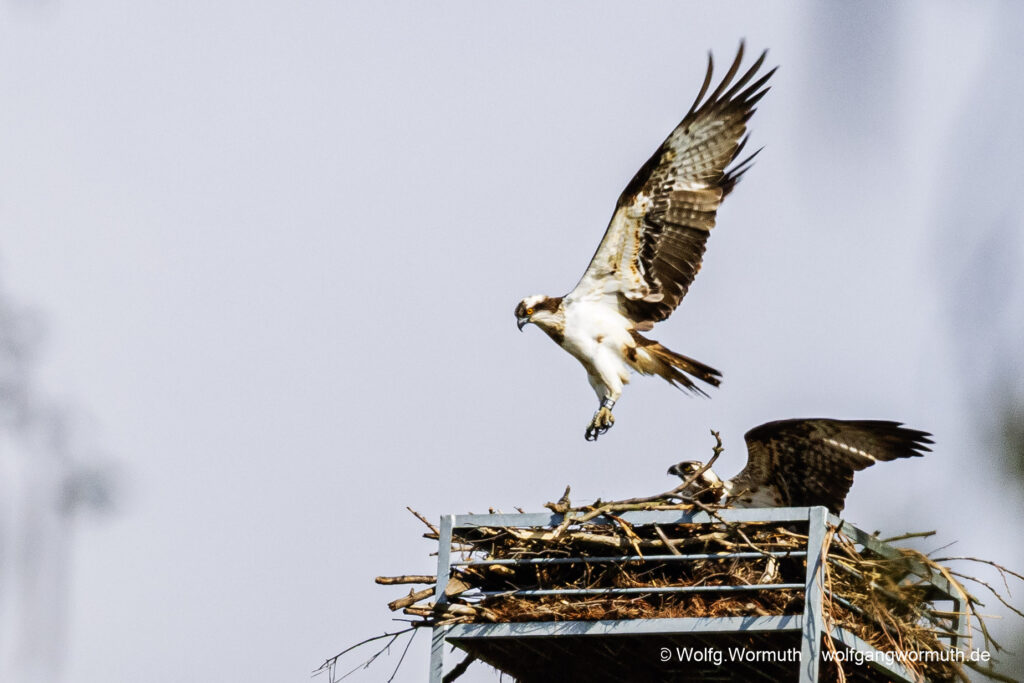 Fischadler Pärchen am Nest.