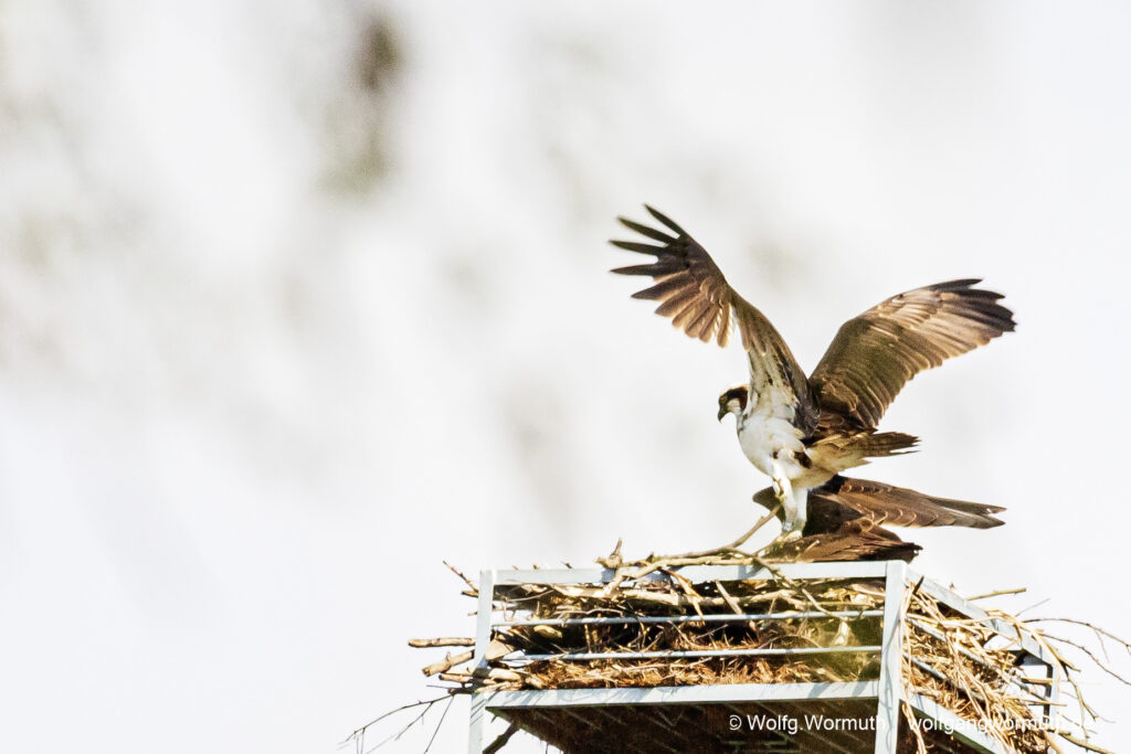 Fischadler Pärchen am Nest.