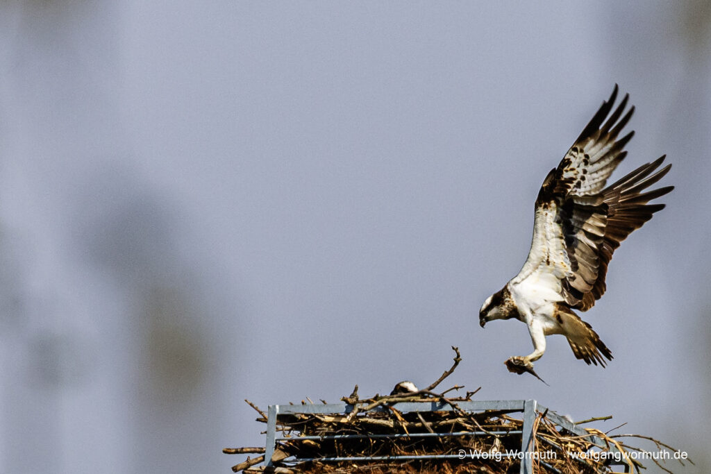 Fischadler Pärchen am Nest.