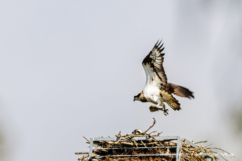 Fischadler Pärchen am Nest.