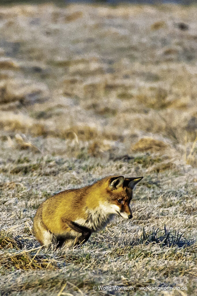 Fuchs auf der Jagt am Fahrlander See, Brandenburg. Tieraufnahme.