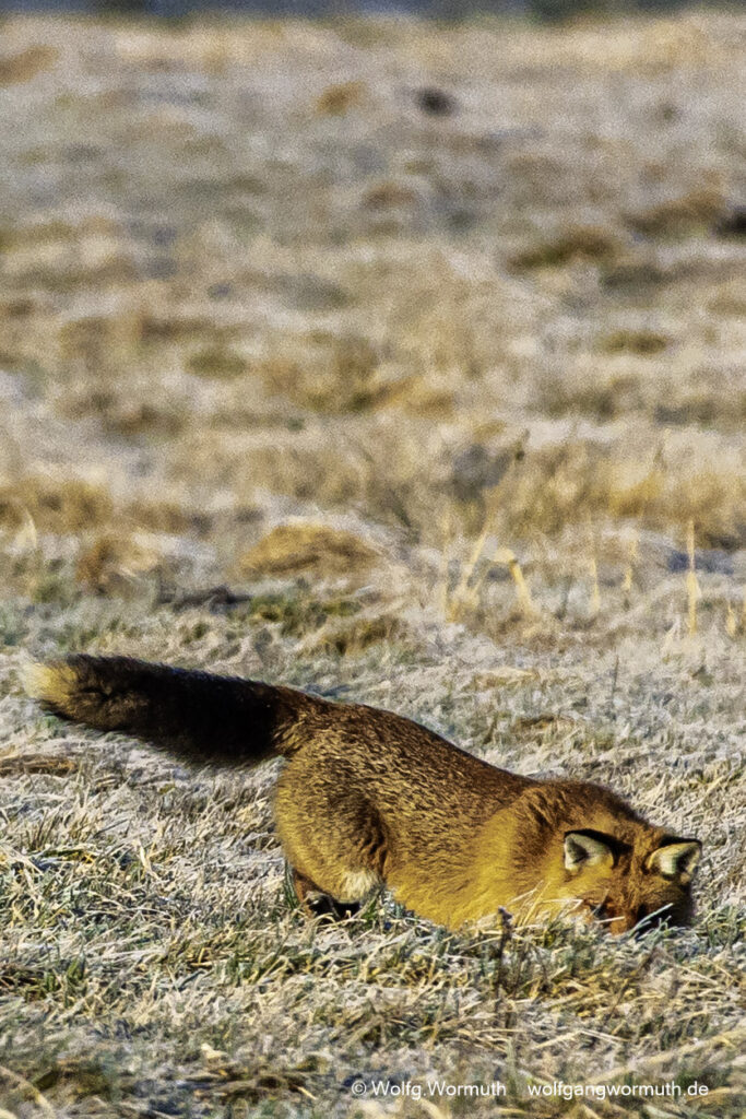 Fuchs auf der Jagt am Fahrlander See, Brandenburg. Tieraufnahme.