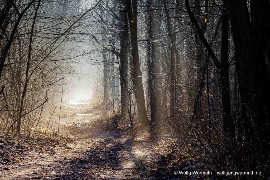 Gegenlichtaufnahme im Winter bei Frost. Es hat die Anmutung ein Gemälde zu sein.