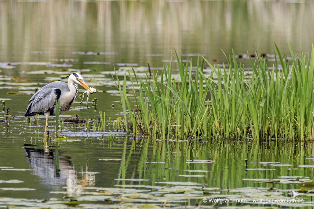 Graureiher im Babelsberger Park, beim fressen eines Frosch.