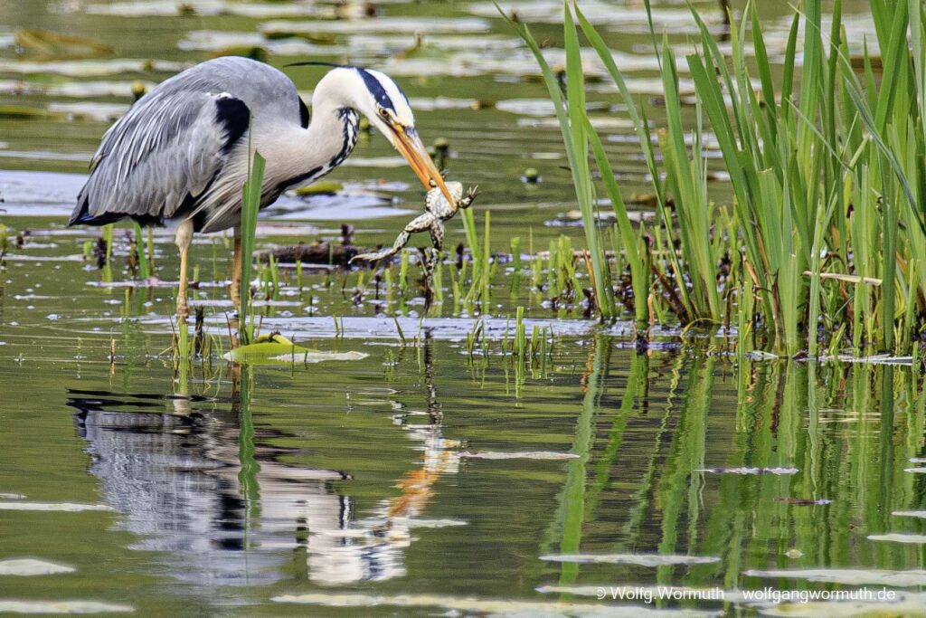 Graureiher im Babelsberger Park, beim fressen eines Frosch.