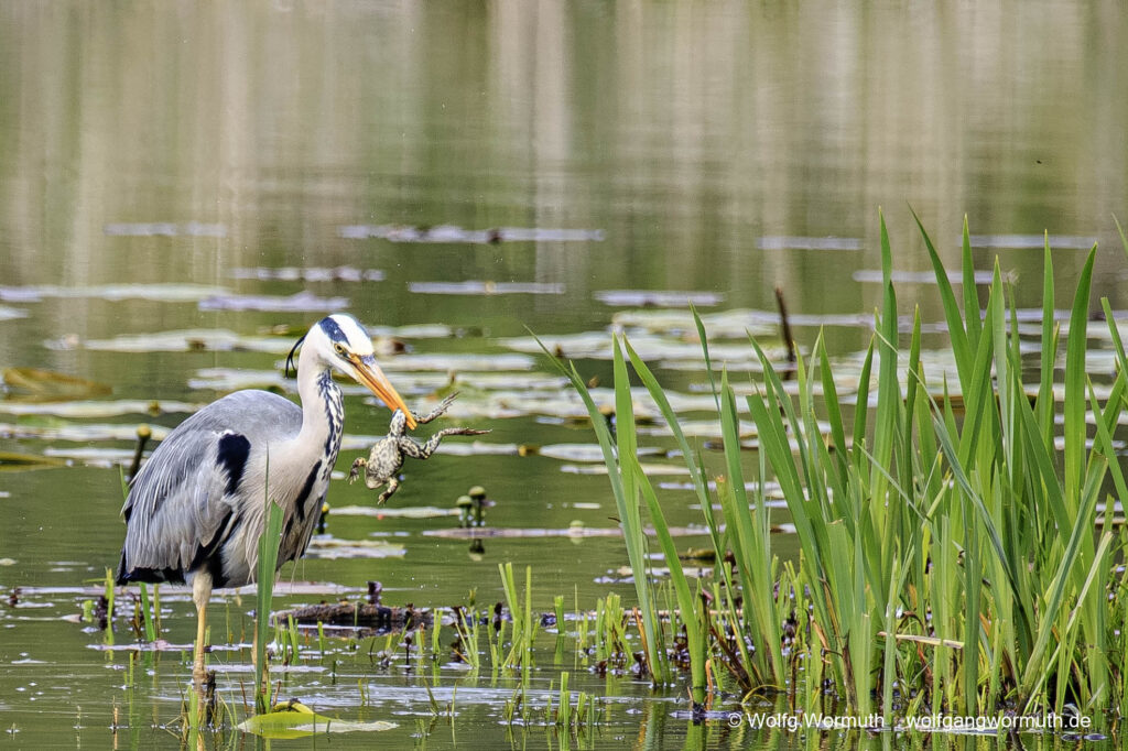 Graureiher im Babelsberger Park, beim fressen eines Frosch.