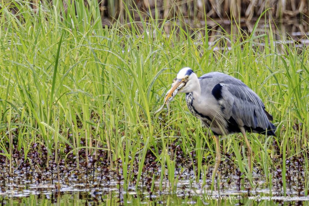 Graureiher im Babelsberger Park, beim fressen eines Frosch.