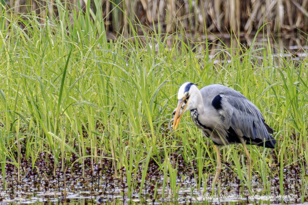 Graureiher im Babelsberger Park, beim fressen eines Frosch.