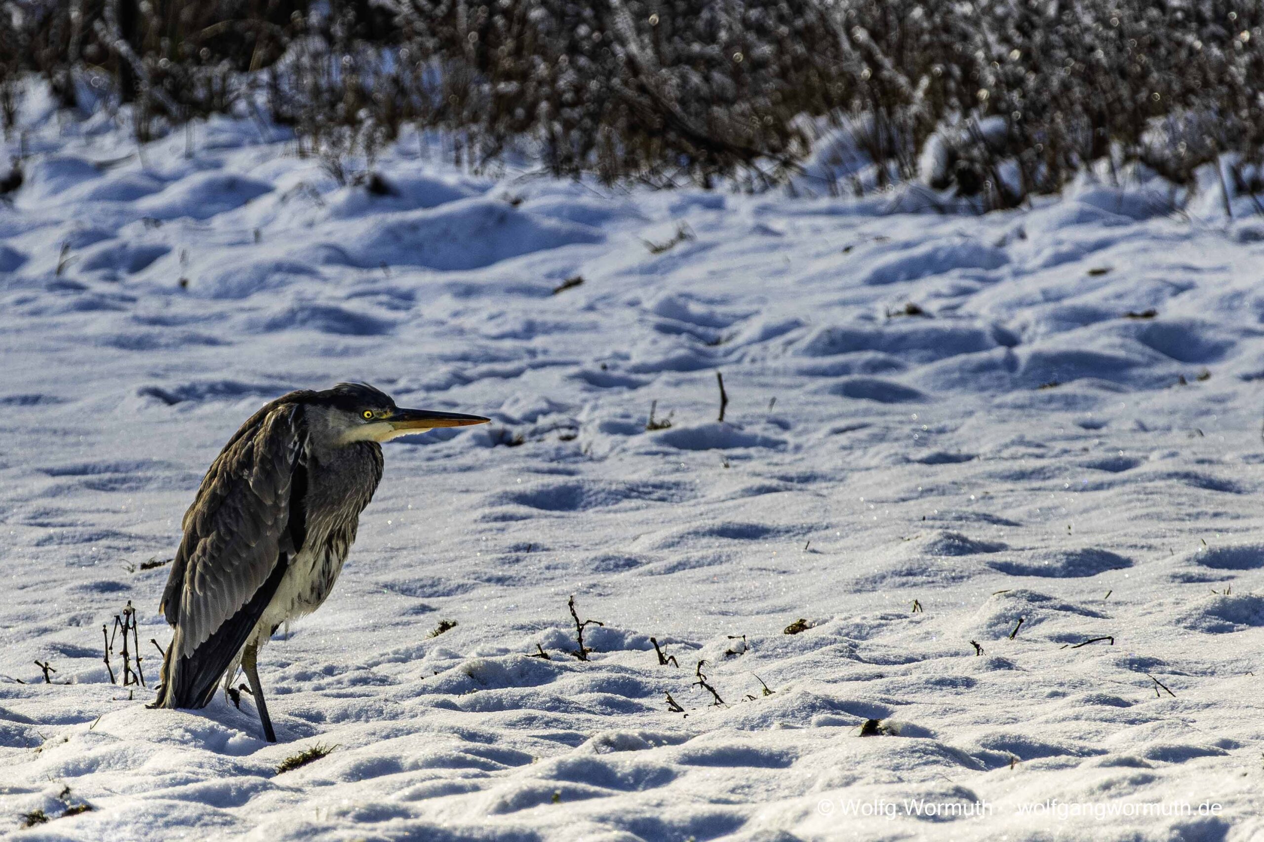 Graureiher im Schnee.