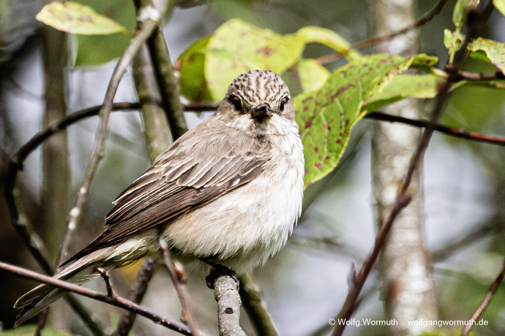 Grauschnäpper im Baum.