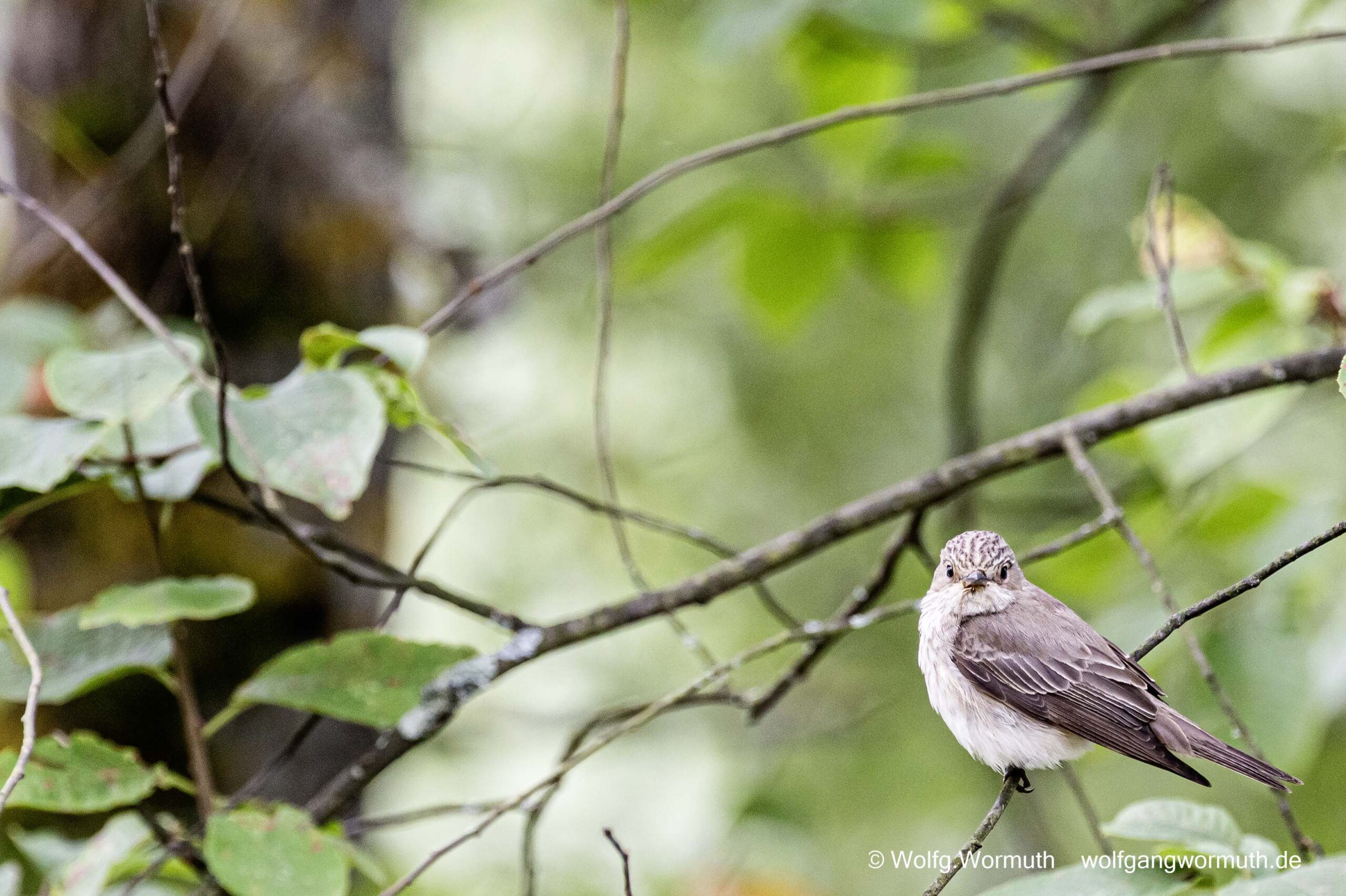 Grauschnäpper im Baum.