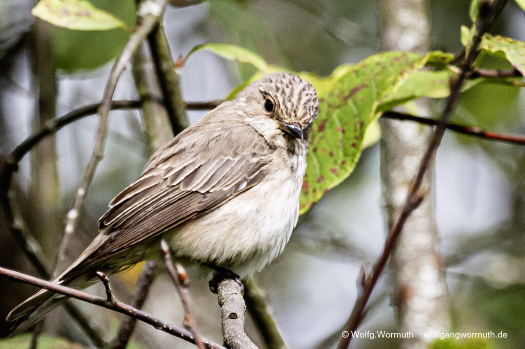 Grauschnäpper im Baum.