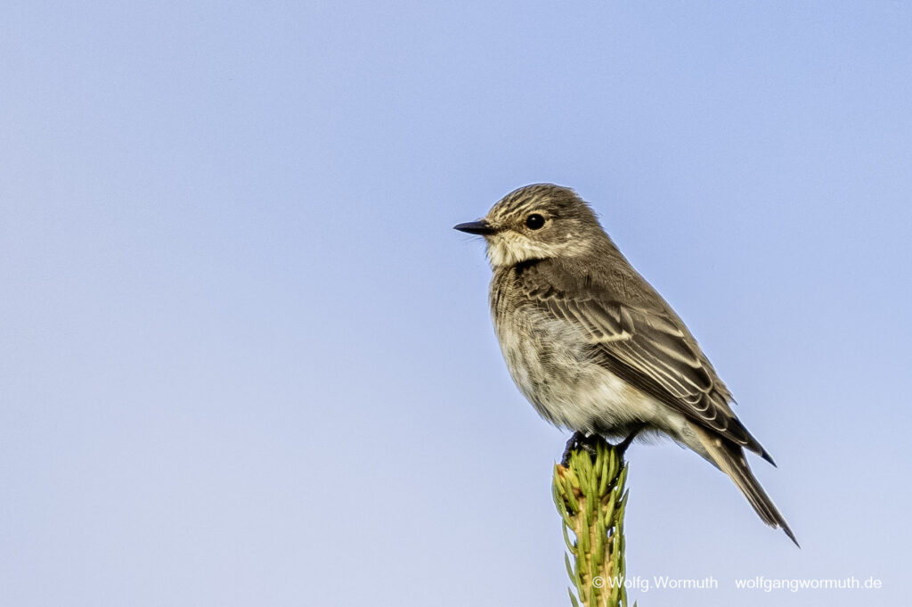 Grauschnäpper sitzend auf einer Tanne.