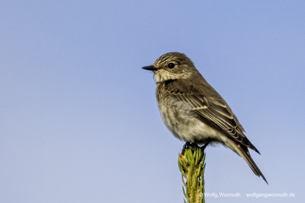 Grauschnäpper sitzend auf einer Tanne.