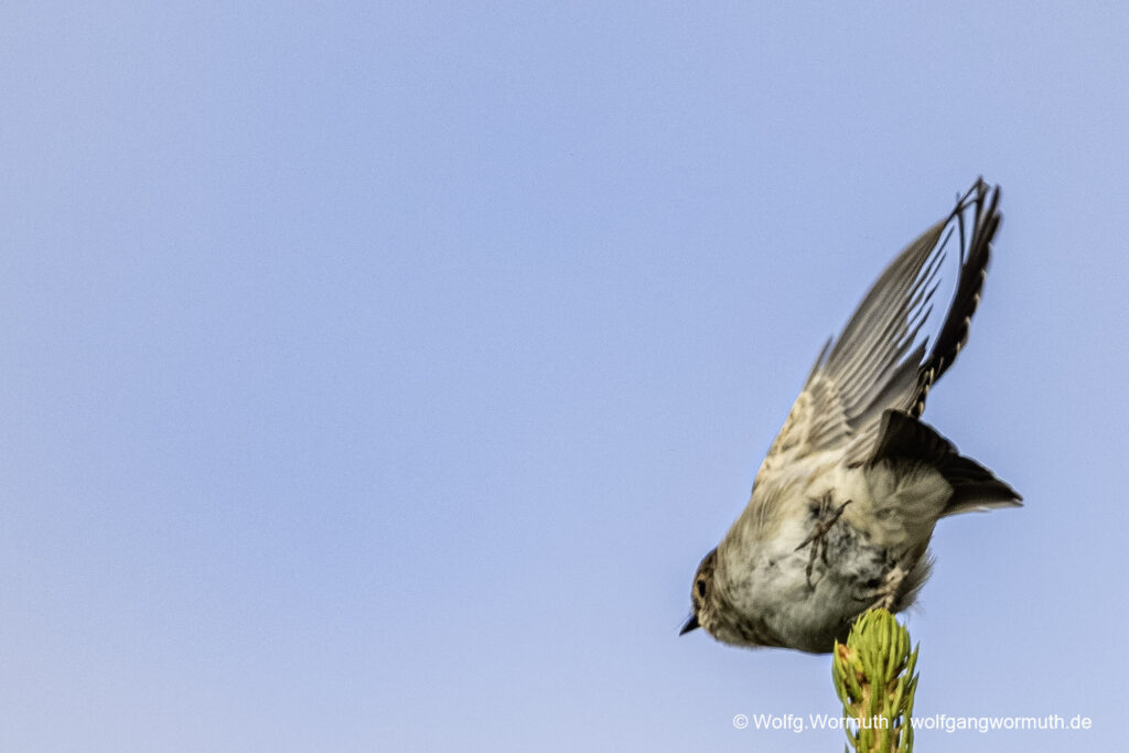 Grauschnäpper der gerade wegfliegt.