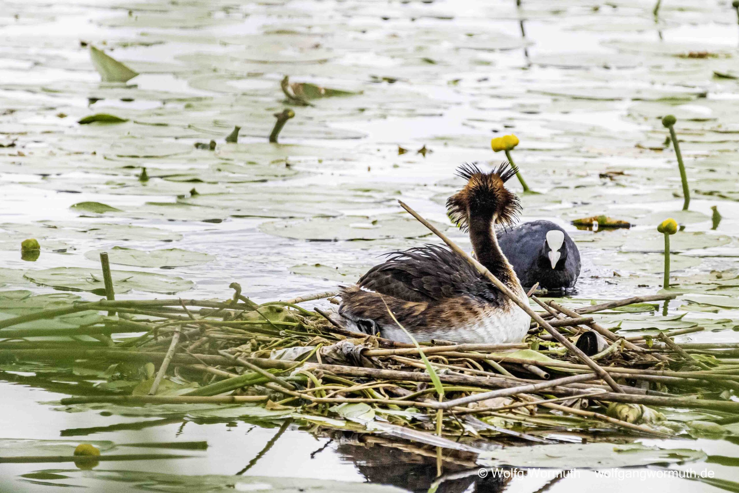 Brutaler Überfall von einem Blässhuhn auf ein brütendem Haubentaucher.