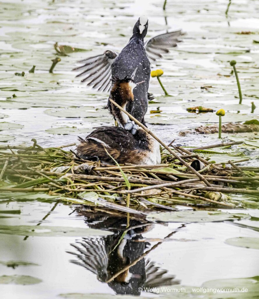 Brutaler Überfall von einem Blässhuhn auf ein brütendem Haubentaucher.