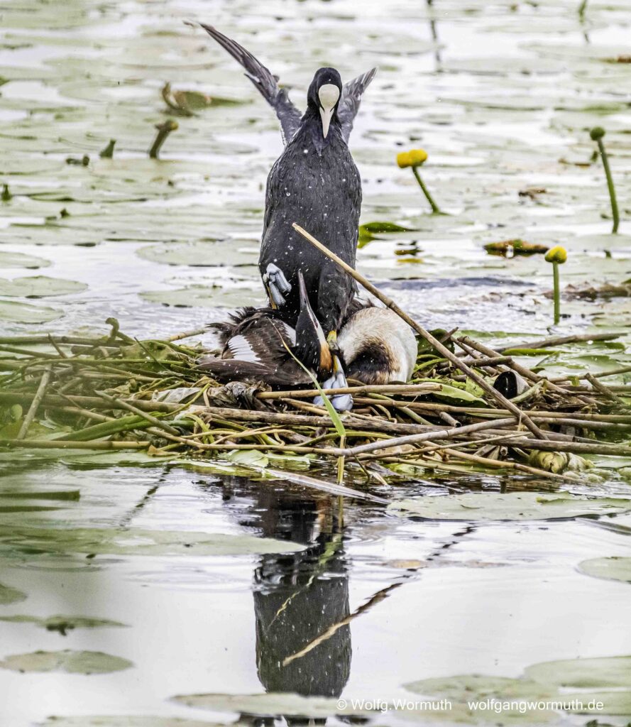 Brutaler Überfall von einem Blässhuhn auf ein brütendem Haubentaucher.