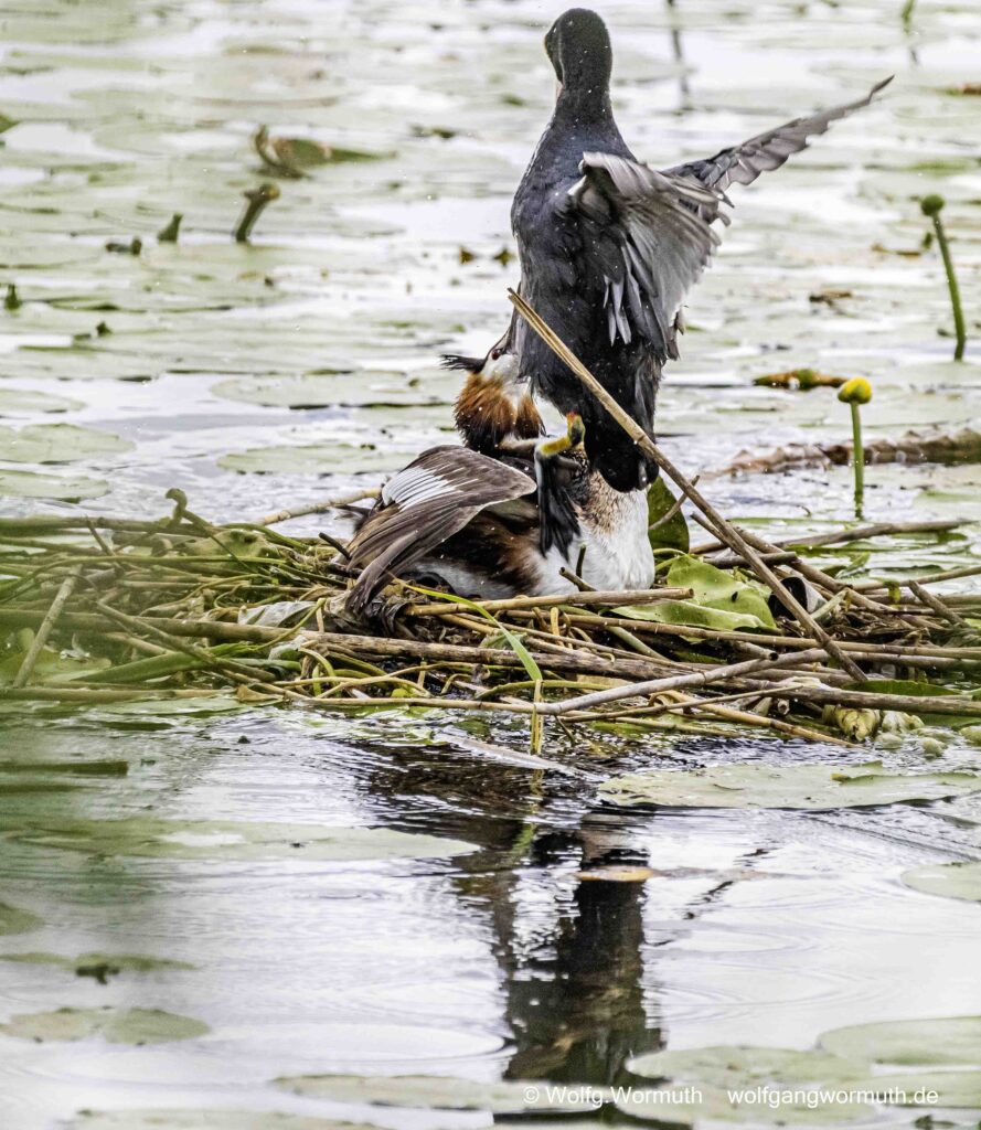 Brutaler Überfall von einem Blässhuhn auf ein brütendem Haubentaucher.