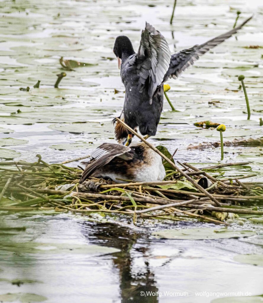 Brutaler Überfall von einem Blässhuhn auf ein brütendem Haubentaucher.