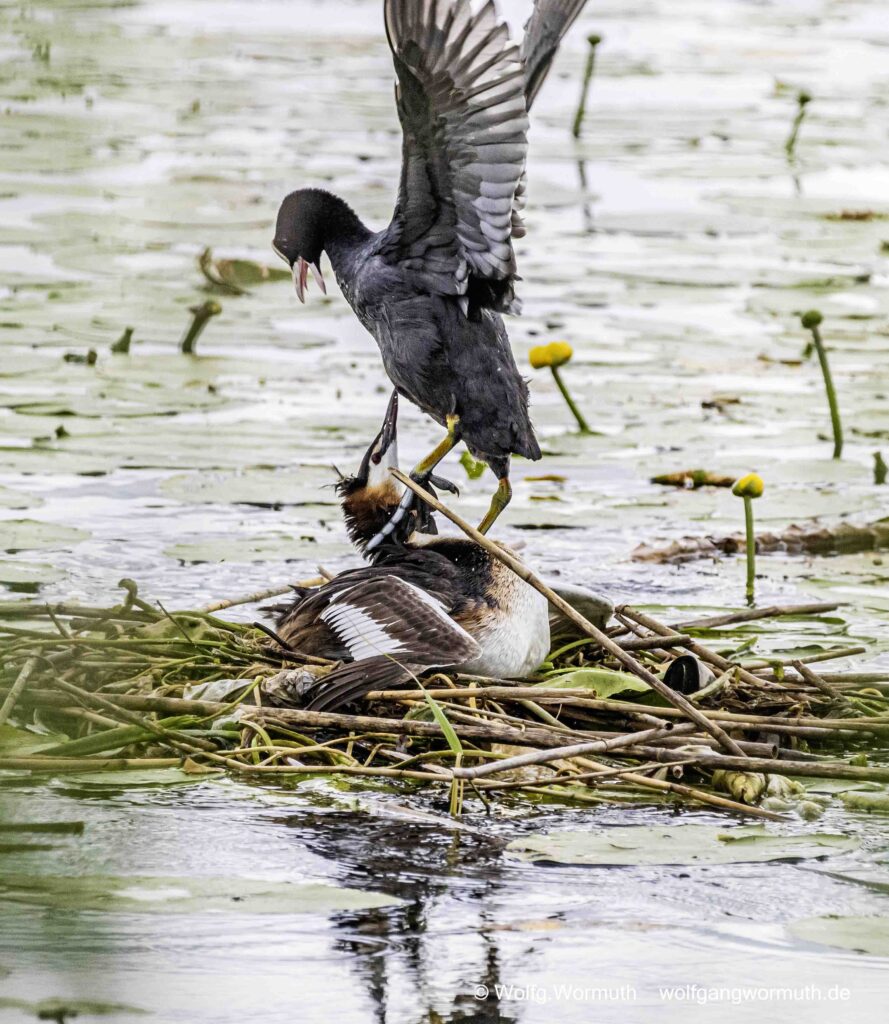 Brutaler Überfall von einem Blässhuhn auf ein brütendem Haubentaucher.