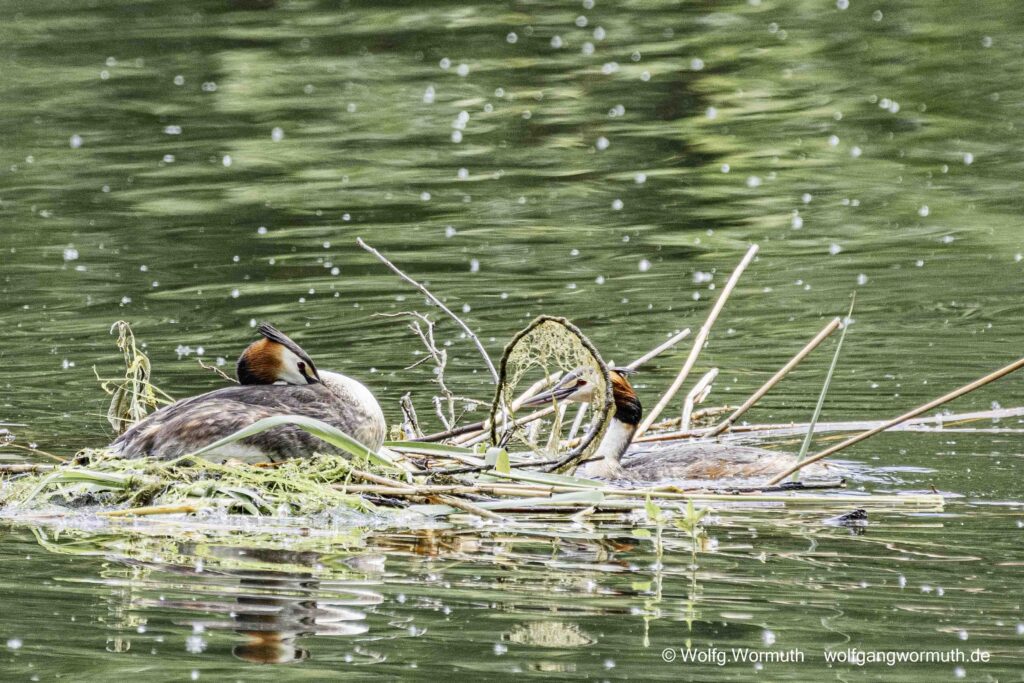 Habentauchernest mit drei Eiern. Haubentaucher wechseln sich gerade auf dem Nest ab.