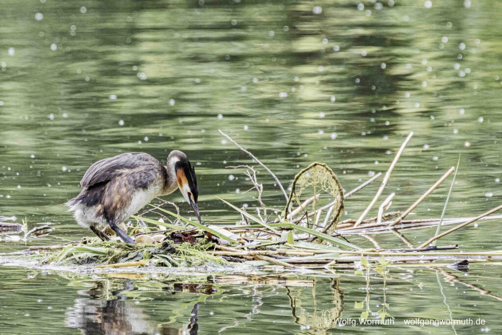 Habentauchernest mit drei Eiern. Haubentaucher wechseln sich gerade auf dem Nest ab.