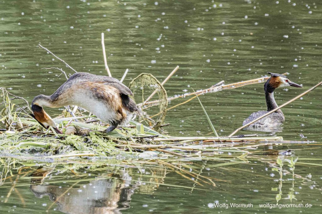 Habentauchernest mit drei Eiern. Haubentaucher wechseln sich gerade auf dem Nest ab.