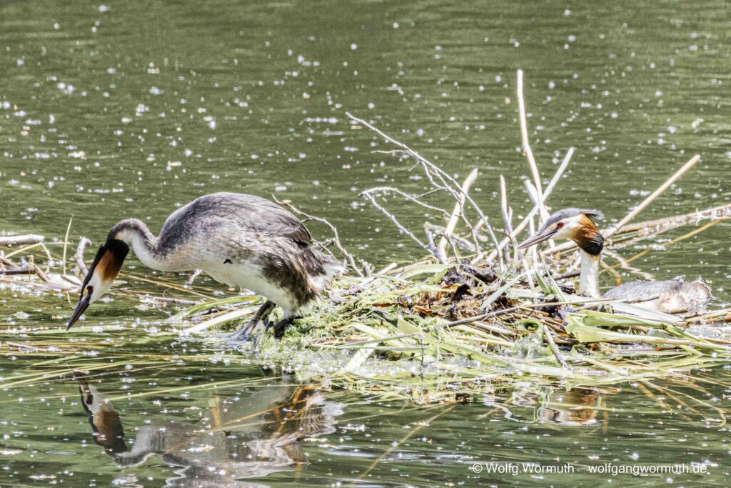 Habentauchernest mit drei Eiern. Haubentaucher wechseln sich gerade auf dem Nest ab.