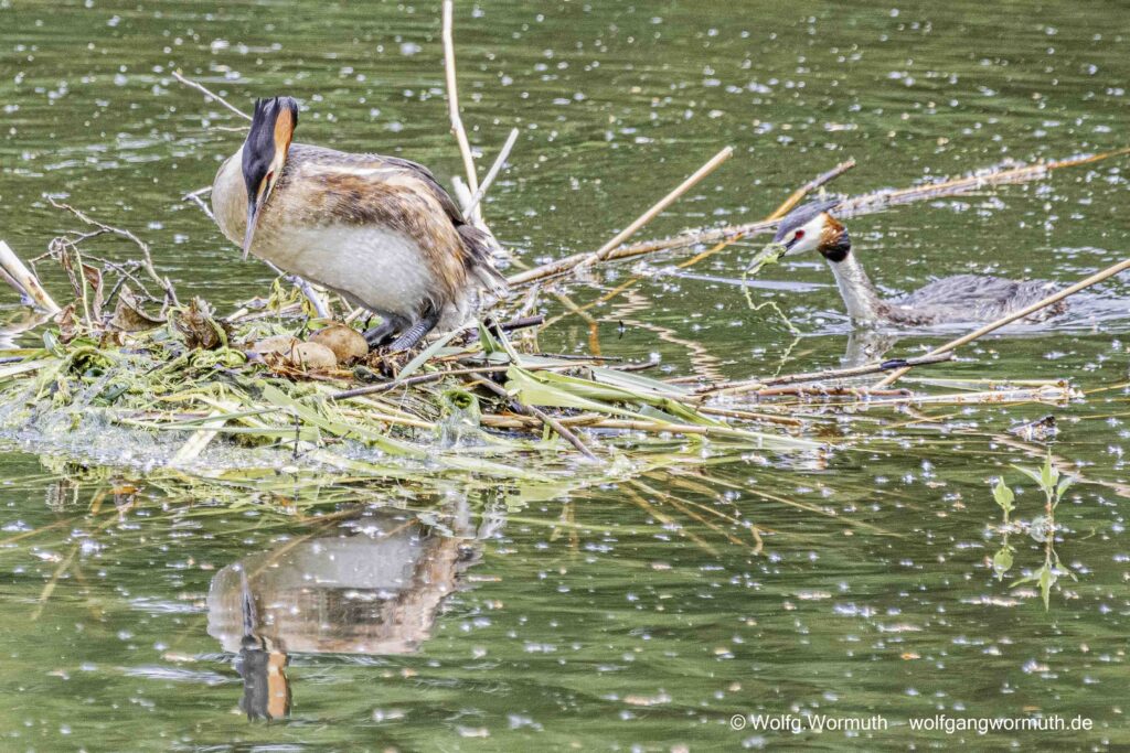 Habentauchernest mit drei Eiern. Haubentaucher wechseln sich gerade auf dem Nest ab.