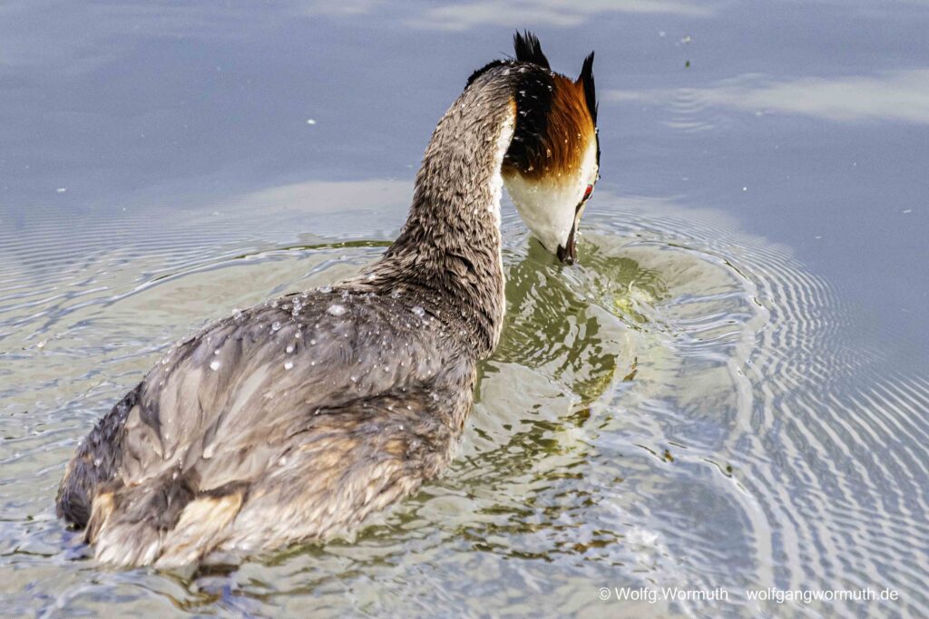 Haubentaucher schaut ins Wasser.