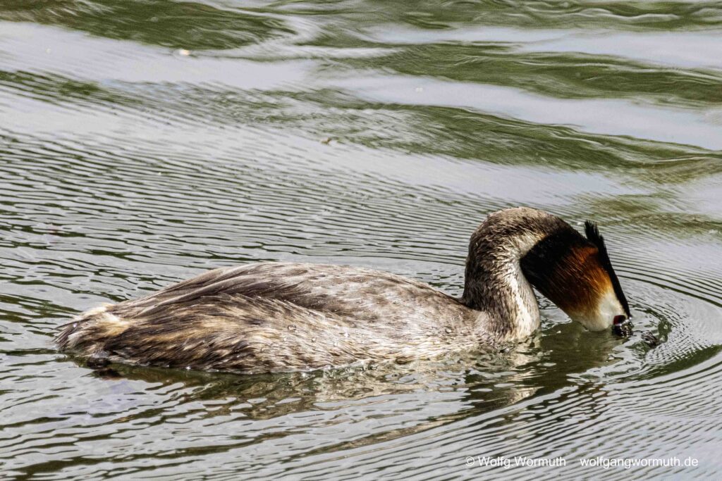 Haubentaucher schaut ins Wasser.