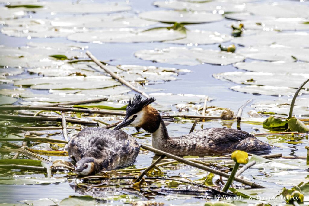 Haubentaucher Pärchen bei der Hochzeit. Haubentaucher-Hochzeit.