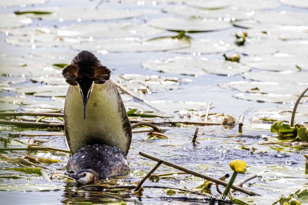 Haubentaucher Pärchen bei der Hochzeit. Haubentaucher-Hochzeit.