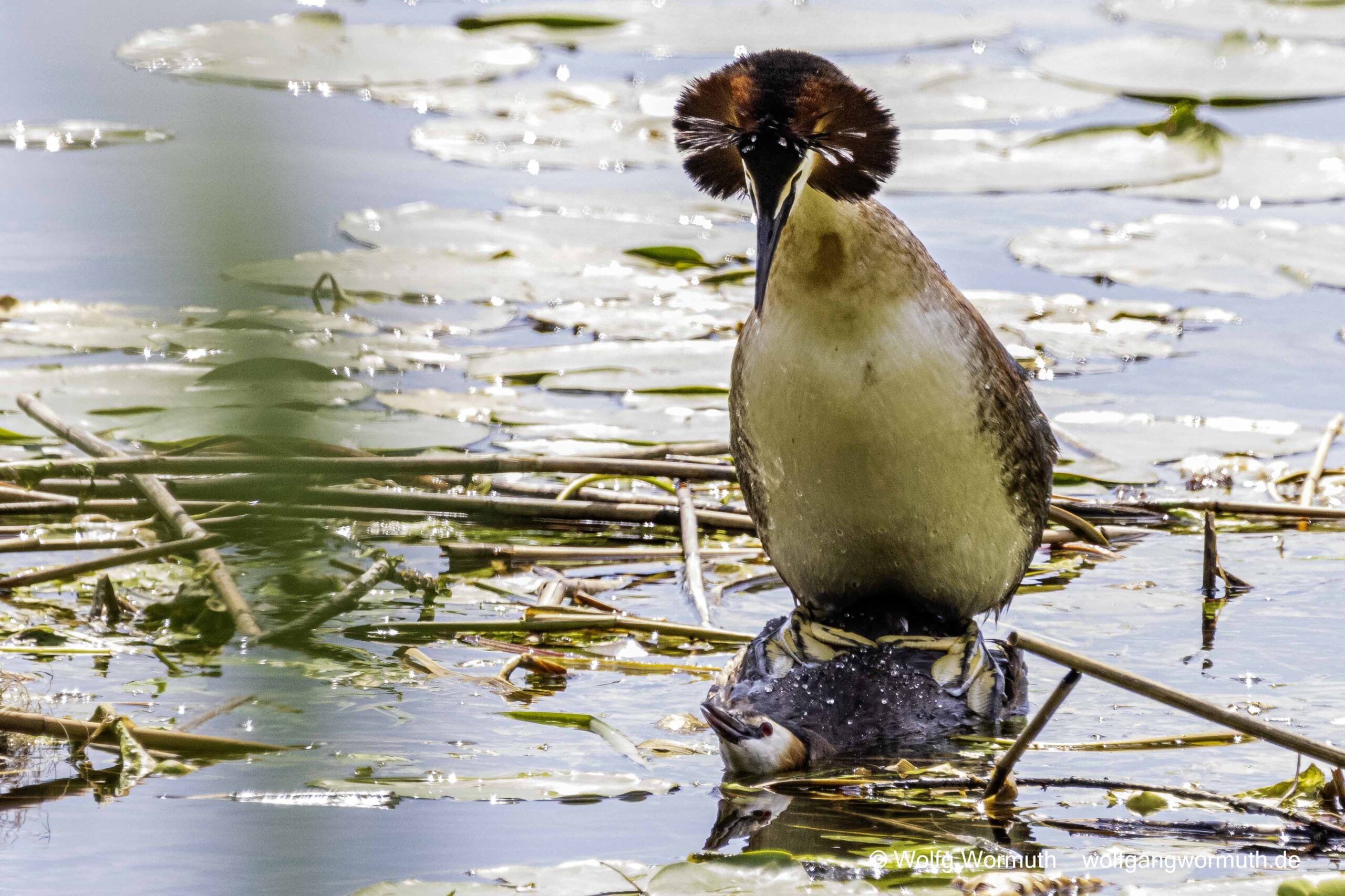 Haubentaucher Pärchen bei der Hochzeit. Haubentaucher-Hochzeit.