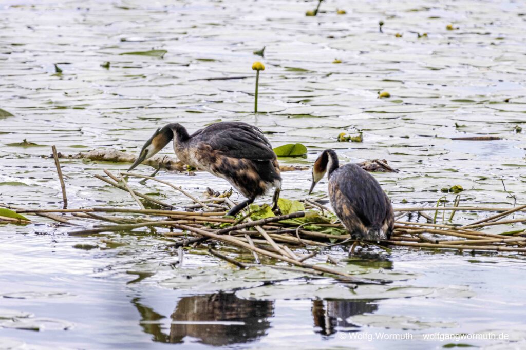 Haubentaucher Pärchen bei der Hochzeit. Haubentaucher-Hochzeit.